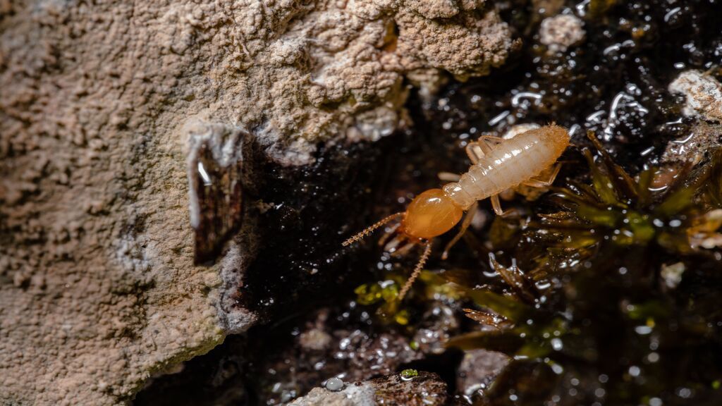 Thaïlande : des termites détruisent 26 000 euros dans un coffre-fort